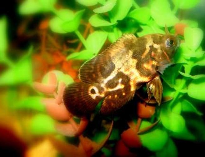 freshwater fish - astronotus ocellatus - tiger oscar stocking in 20 gallons tank - Mr. Tiger