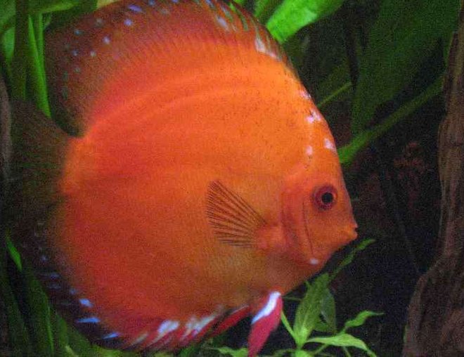 freshwater fish - red melon discus stocking in 40 gallons tank - Red melon