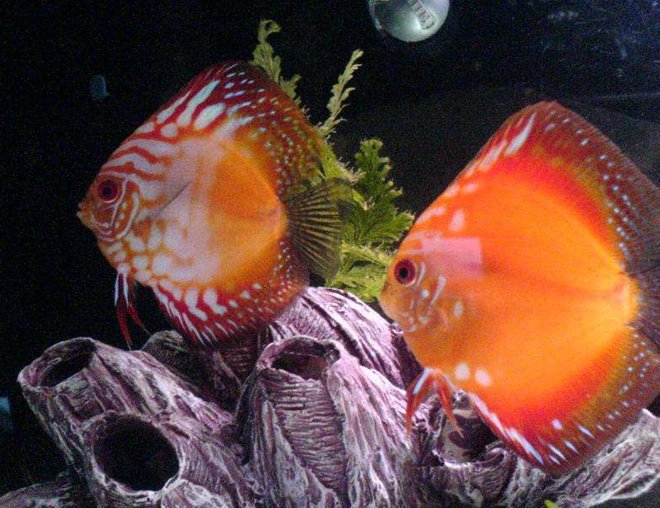 freshwater fish - symphysodon sp. - royal red discus stocking in 30 gallons tank - 2 red discus, breeding pair