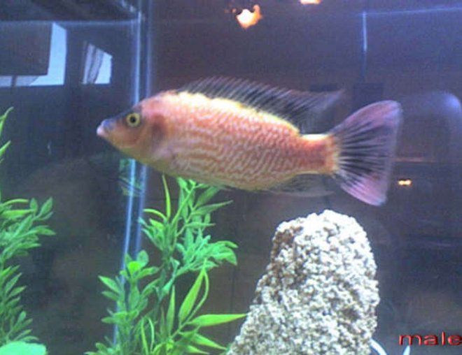 freshwater fish - oreochromis mossambicus stocking in 70 gallons tank - oreochromis mossambicus 
oujda maroc