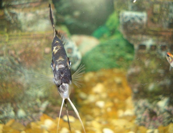 freshwater fish stocking in 110 gallons tank - i am smiling...lol