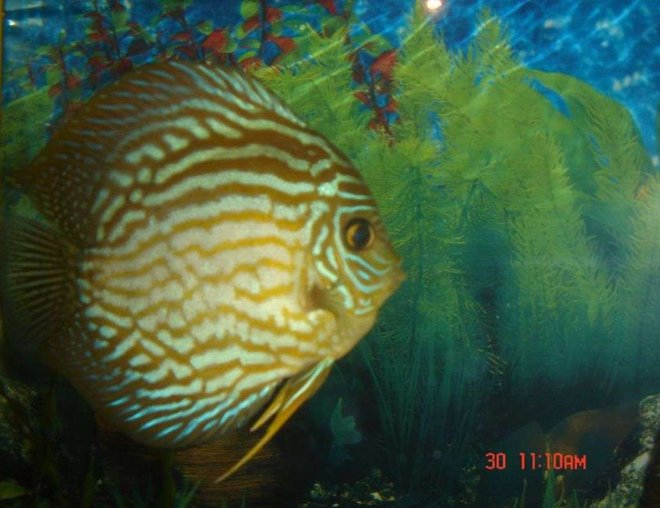 freshwater fish - symphysodon spp. - pigeon blood discus stocking in 50 gallons tank - my 14 month old male discus.he is very agressive against others who enter his female territory.