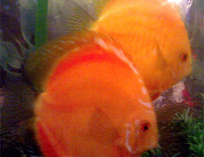 freshwater fish - symphysodon sp. - red marlboro discus stocking in 50 gallons tank - two orange discus,one 15 month old and the other 9 month old.