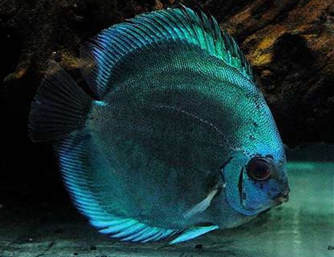 freshwater fish - symphysodon sp. - blue diamond discus stocking in 60 gallons tank - The Bluest Diamond