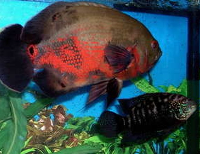 freshwater fish - astronotus ocellatus - tiger oscar stocking in 125 gallons tank - "Igor" the Tiger Oscar and "Wolfman" the Jack Dempsey