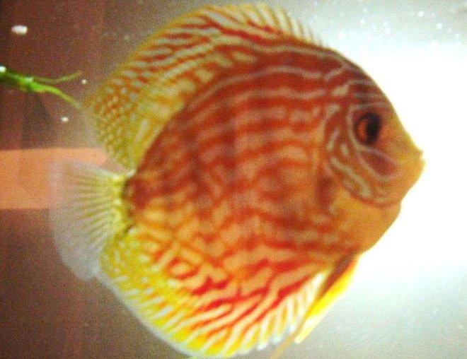 freshwater fish - symphysodon spp. - pigeon blood discus stocking in 50 gallons tank - another photo of my male discus