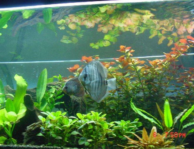 freshwater fish - symphysodon sp. - royal blue discus stocking in 60 gallons tank - my discus in the morning