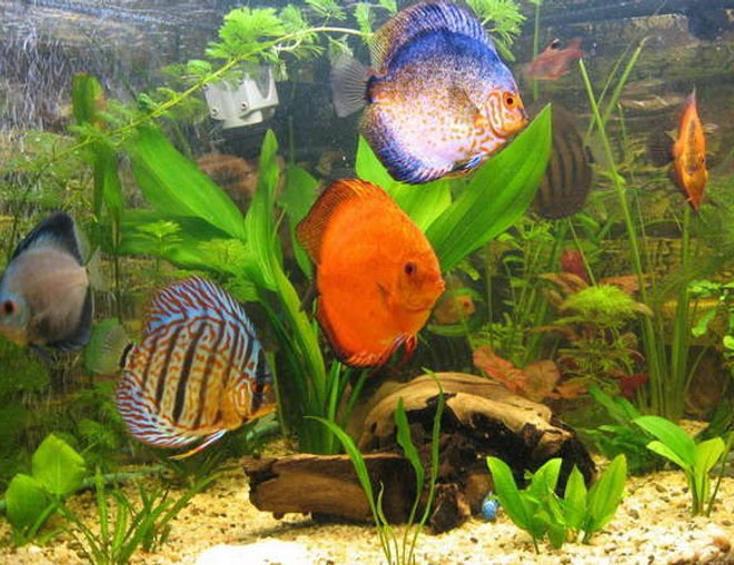 freshwater fish - symphysodon sp. - royal red discus stocking in 190 gallons tank - discus 9