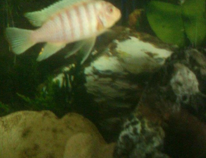 freshwater fish stocking in 55 gallons tank - A member of " my assorted cichlid tank" -  this dominate male strikes terror in all my fish. he  is the king hands down.