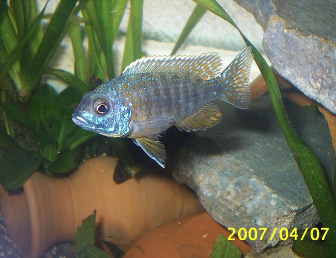 freshwater fish stocking in 70 gallons tank - cighlid malawi