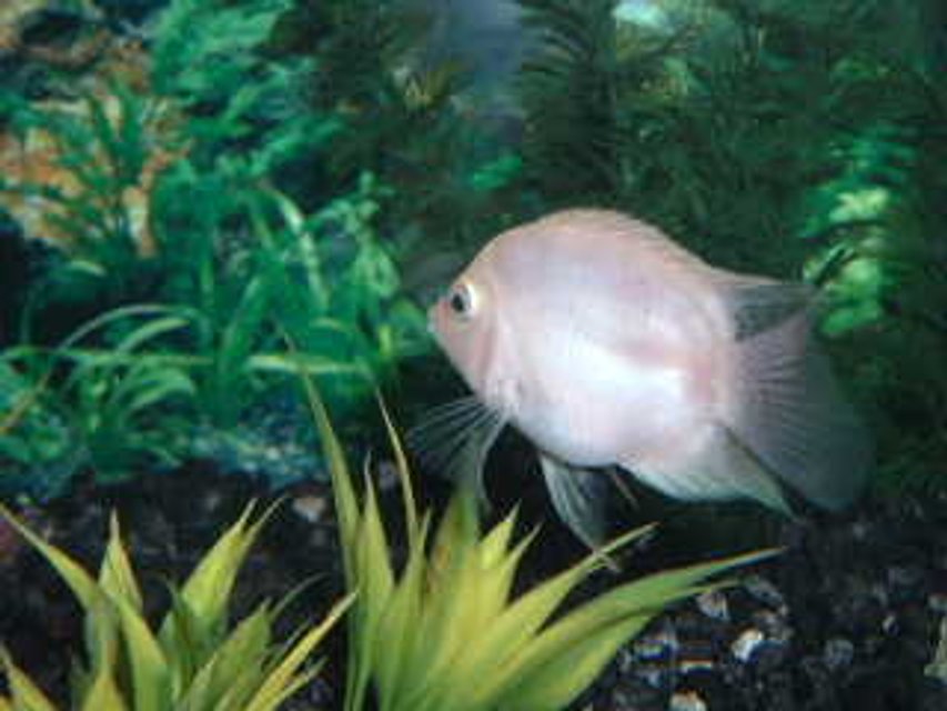 Rated #2085: Freshwater Fish - Jelly Bean - 6 month old Jellybean Cichlid, awesome color
