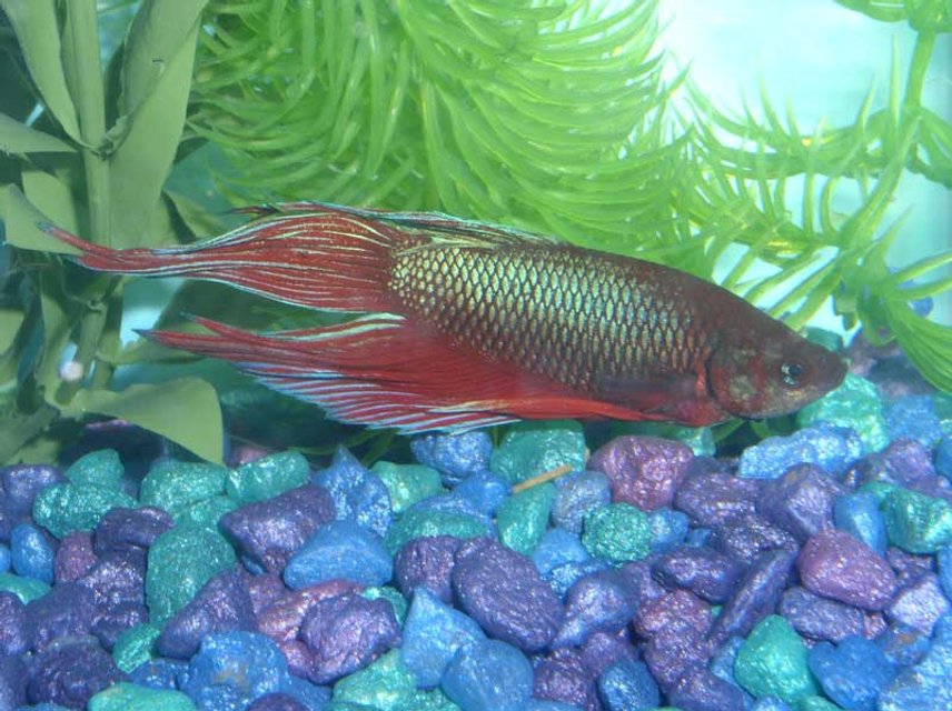Rated #2124: Freshwater Fish - Betta Splendens - Betta - Male