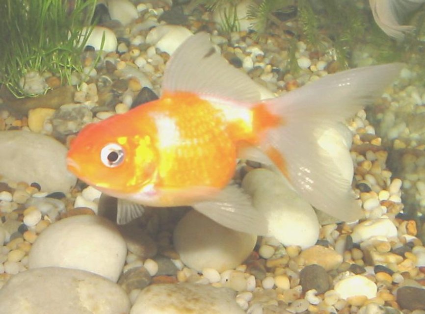 Rated #2343: Freshwater Fish - Carassius Auratus - Ryukin Goldfish