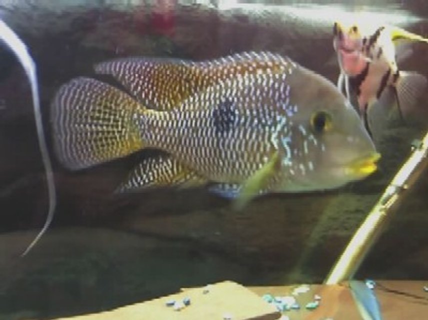 Rated #1486: Freshwater Fish - Aequidens Rivulatus - Green Terror Stocking In 3 Gallons Tank - THIS IS MY CICHLIDE AND HIS GOOD FRIEND THE ANGLE, THE CICHLIDE IS 4 YEARS OLD AND GETING BIGER. MORE FISH SOON