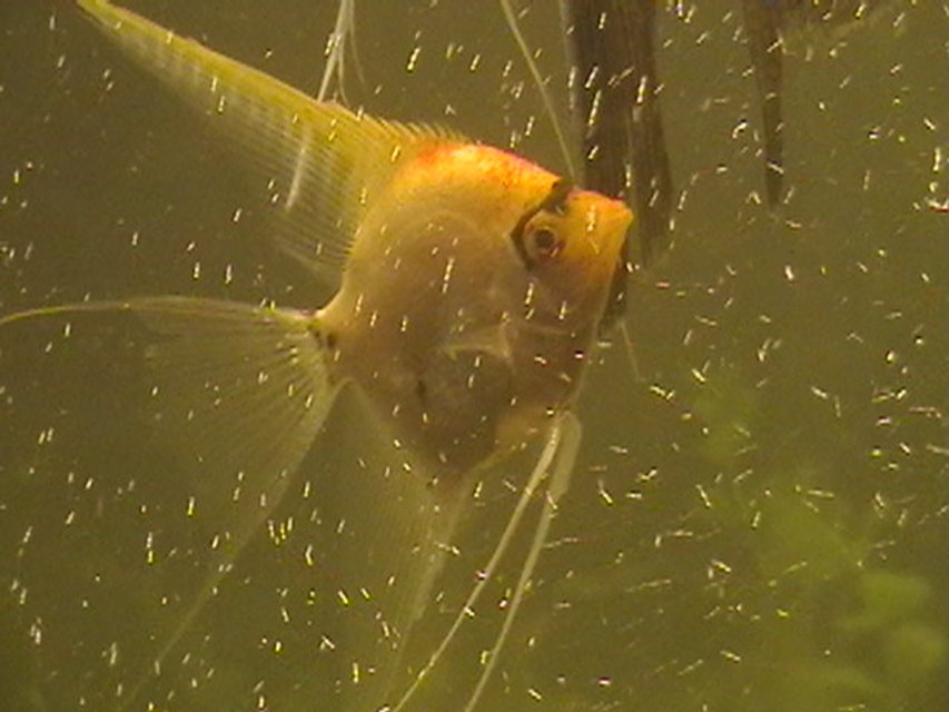 Rated #1929: Freshwater Fish - Pterophyllum Sp. - Koi Angel Stocking In 100 Gallons Tank - my angel taco the fish