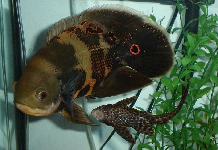 Rated #778: Freshwater Fish - Astronotus Ocellatus - Tiger Oscar Stocking In 55 Gallons Tank - Smokey, 9 inch Oscar. This is an old picture, but its one of my fav.s He is now 10 1/2 inches long.