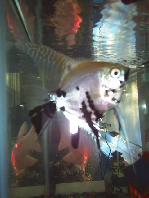 Rated #2245: Freshwater Fish - Pterophyllum Sp. - Silver Angelfish - I have Four fresh Water fish tanks, and I really enjoy all that I do with them. I have Chiclids, Angel Fish, Tertras, Tiger Barbs, Catfish, Upside Down swimming catfish, a Bass, Pleacatmous