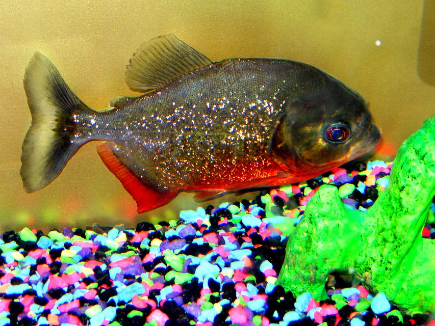Rated #1025: Freshwater Fish - Pygocentrus Nattereri - Redbellied Pirhana - i have 3 tanks one is a 55 gal. commercial tank i have my large pleco and some other tropical fish, I have a 45 gal. high wich houses my parrot fish i am raising. then i have my 30 gal. tank that has my favorite gus my redbelly piranna .