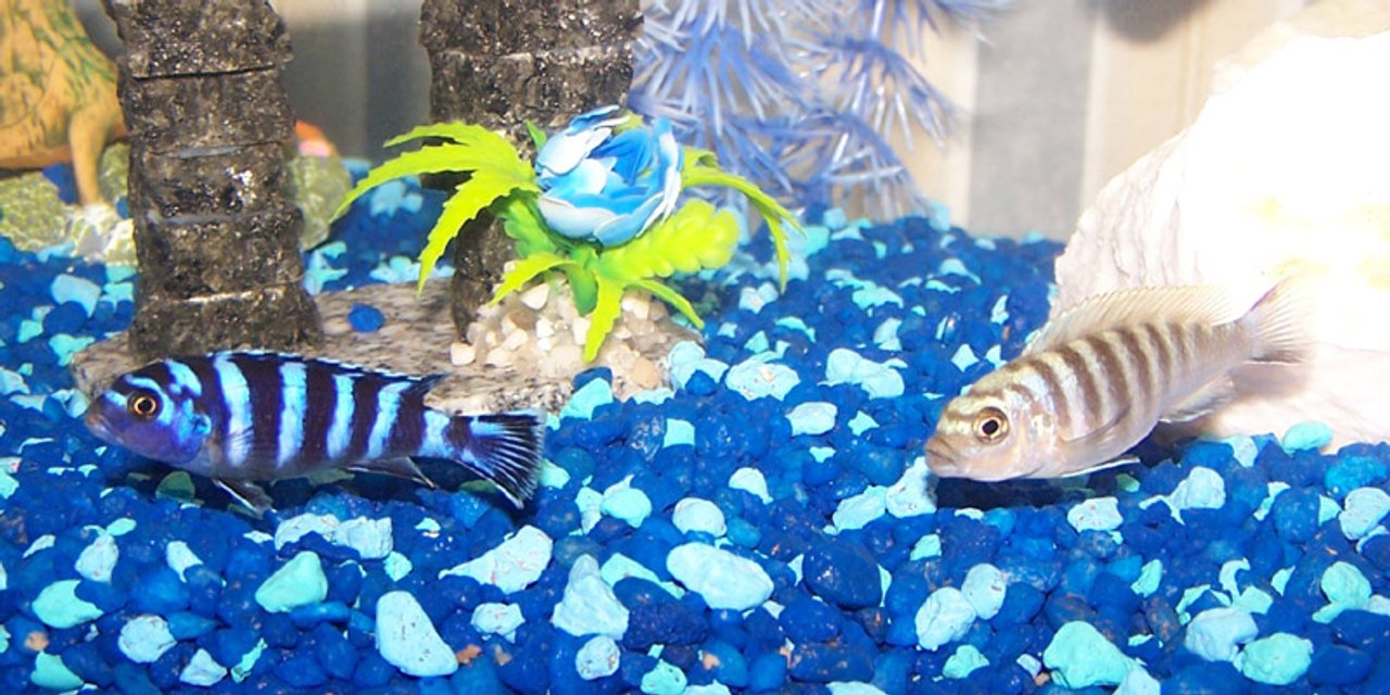 Rated #1414: Freshwater Fish - Pseudotropheus Demasoni - Demasoni Cichlid - My new Boys