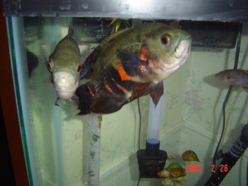 Rated #1894: Freshwater Fish - Astronotus Ocellatus - Tiger Oscar