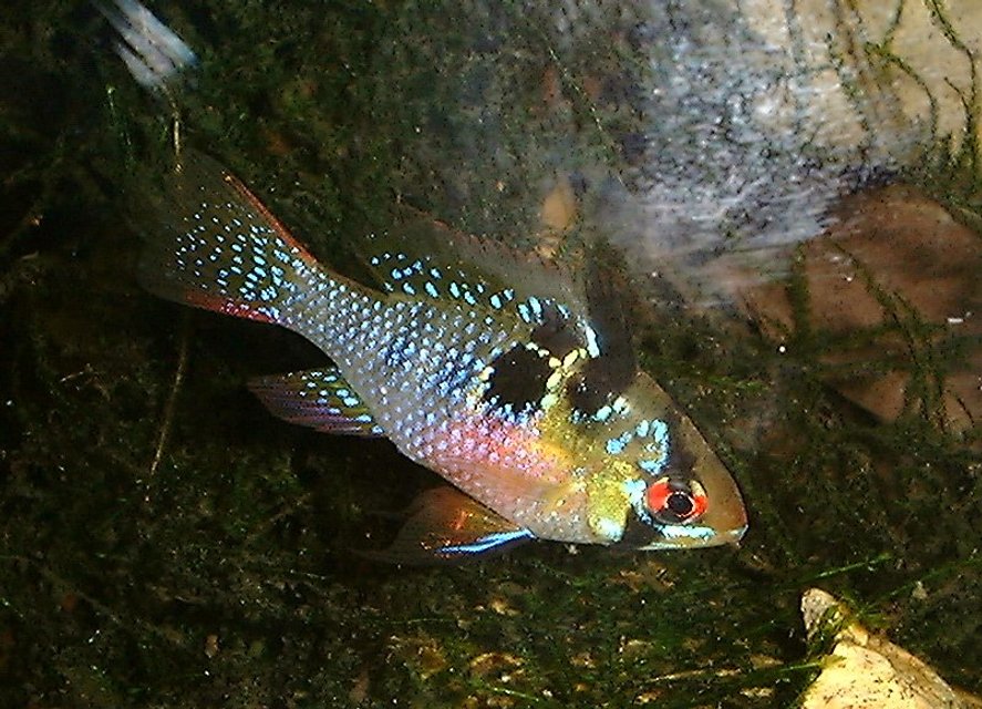 Rated #1113: Freshwater Fish - Papiliochromis Ramirezi - German Blue Ram Stocking In 55 Gallons Tank - Female Butterfly Ram