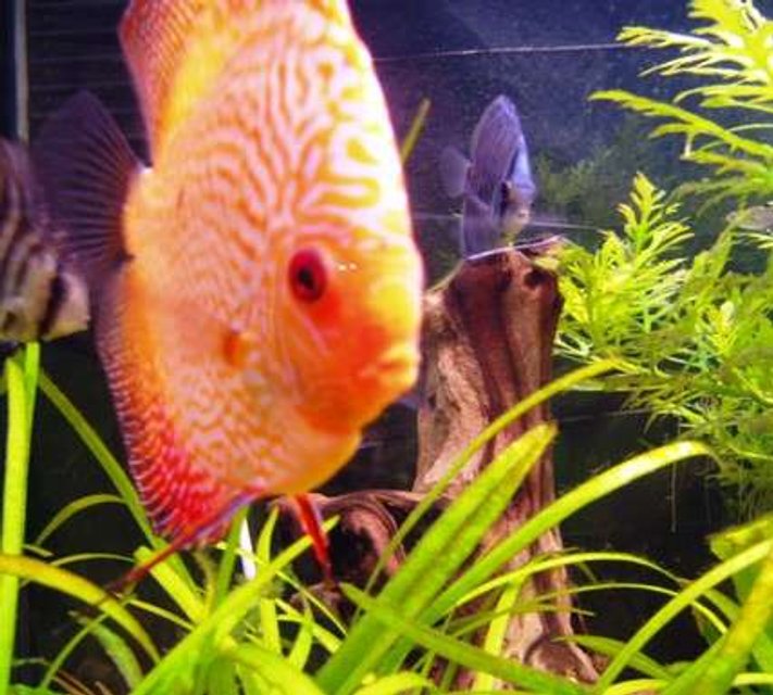 Rated #822: Freshwater Fish - Symphysodon Sp. - Red Leopard Discus Stocking In 98 Gallons Tank - Inquisetive Discus.