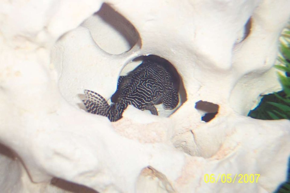 Rated #2049: Freshwater Fish - Hypancistrus Sp. - Queen Arabesque Pleco (l-260) Stocking In 80 Gallons Tank - My queen arabesque pleco hiding out!