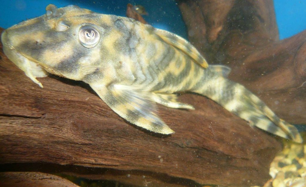 Rated #700: Freshwater Fish - Peckoltia Vittata - Candy Stripe Pleco (l015) - L015 Xingu Vittata Plec