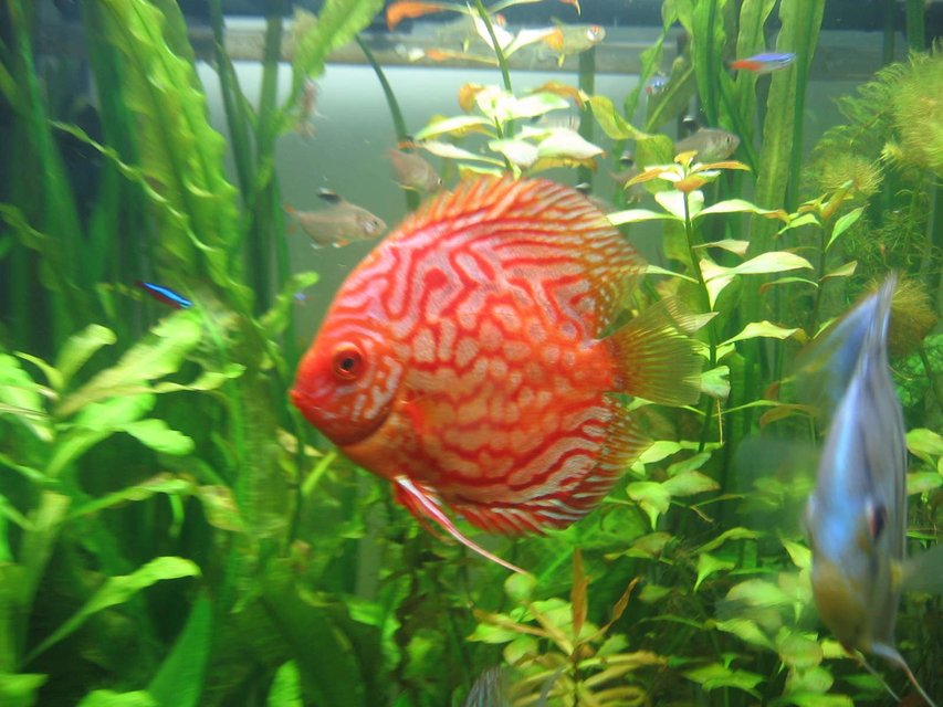 Rated #375: Freshwater Fish - Symphysodon Spp. - Snakeskin Discus Stocking In 85 Gallons Tank - my discus 3