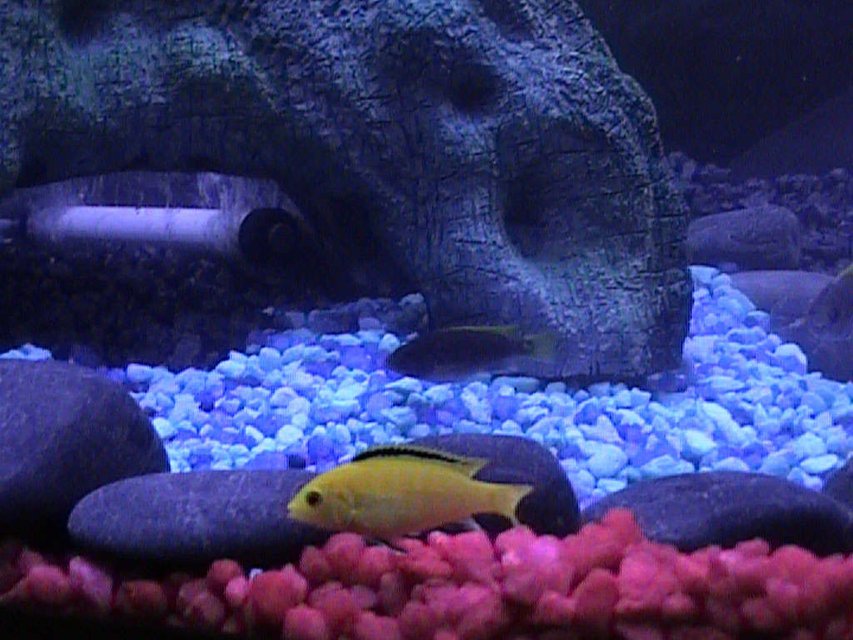 Rated #1757: Freshwater Fish - Labidochromis Caeruleus - Electric Yellow Cichlid Stocking In 46 Gallons Tank - One of our pair of Electric Yellow Cichlids with one of our Electric Blue Cichlids in the background.