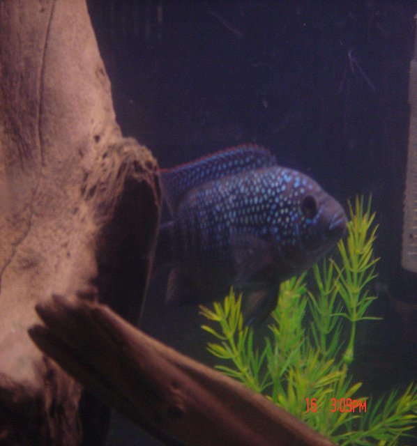 Rated #1693: Freshwater Fish - Nandopsis Octofasciatum - Jack Dempsey Stocking In 55 Gallons Tank - Buckwheat. My Jack Dempsey