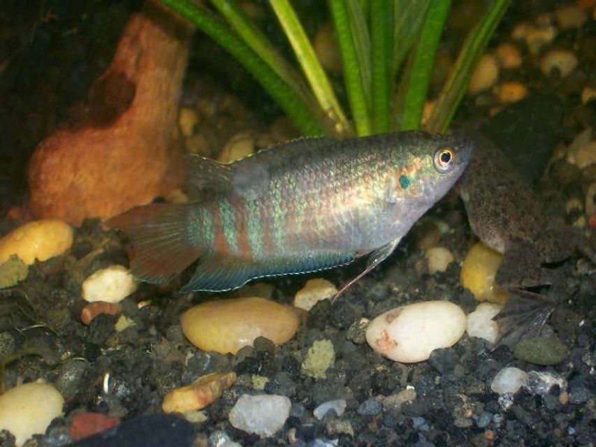 Rated #1775: Freshwater Fish - Macropodus Opercularis - Blue Paradise Stocking In 30 Gallons Tank - female blue paradise gourami love em