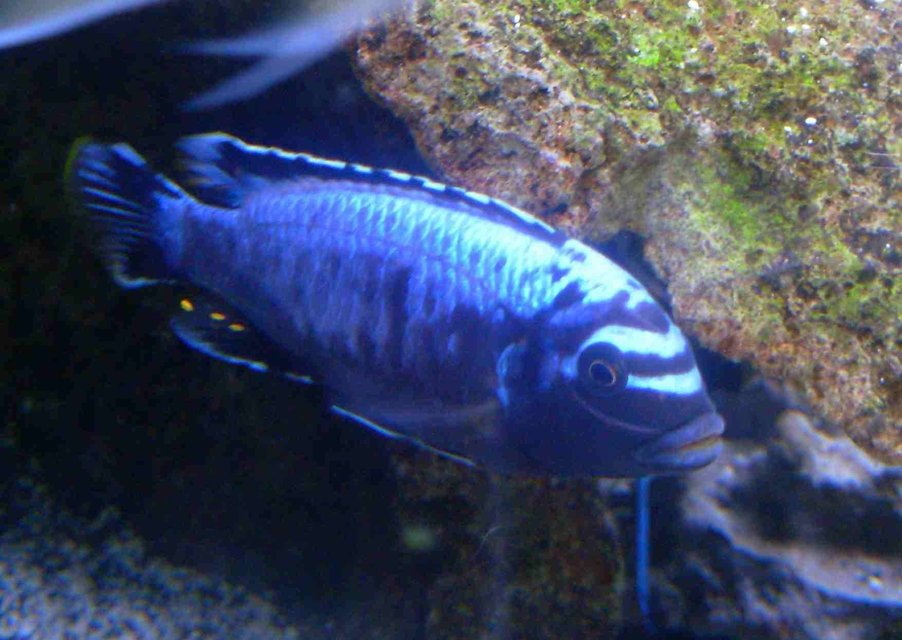 Rated #1014: Freshwater Fish - Metriaclima Sp. - Msobo Magunga Stocking In 90 Gallons Tank - Metriaclima Msobo -African Cichlid
