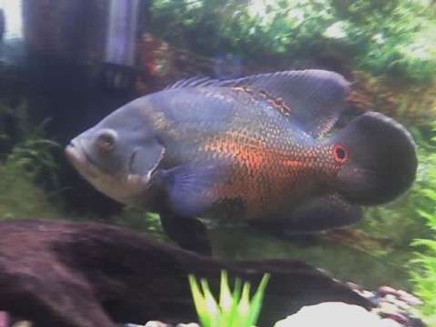 Rated #1405: Freshwater Fish - Astronotus Ocellatus - Red Oscar Stocking In 55 Gallons Tank - 11 AN HALF INCH TIGER OSCAR NAMED KONG THIS PIC WAS TOOK WITH A RAZOR PHONE BUT IT WORKED NOT THE BEST PIC OF HIM WISH I HAD REAL GOOD CAMERA TO SHOW YOU HOW PRETTY HE IS THANKS FOR YOUR TIME