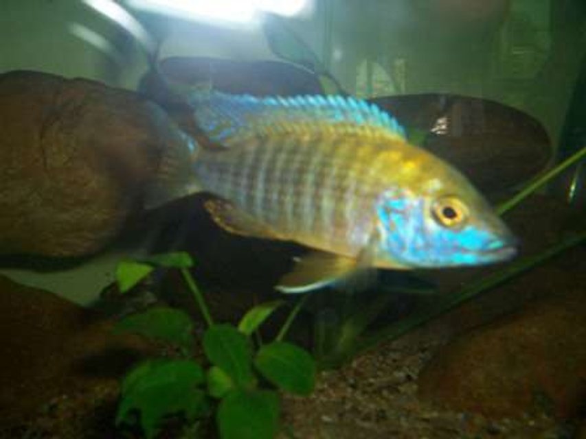 Rated #1778: Freshwater Fish - Aulonocara Baenschi - Sunshine Peacock Stocking In 700 Gallons Tank - Peacock cichlid