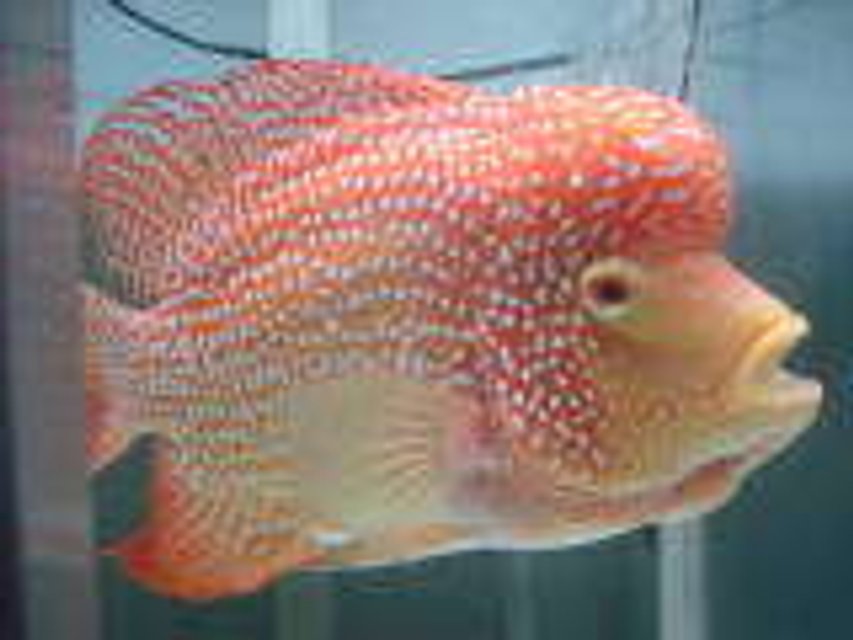 Rated #756: Freshwater Fish - Herichthys Cynoguttatus - Red Texas Cichlid Stocking In 75 Gallons Tank - My Super Red Texas Part 2