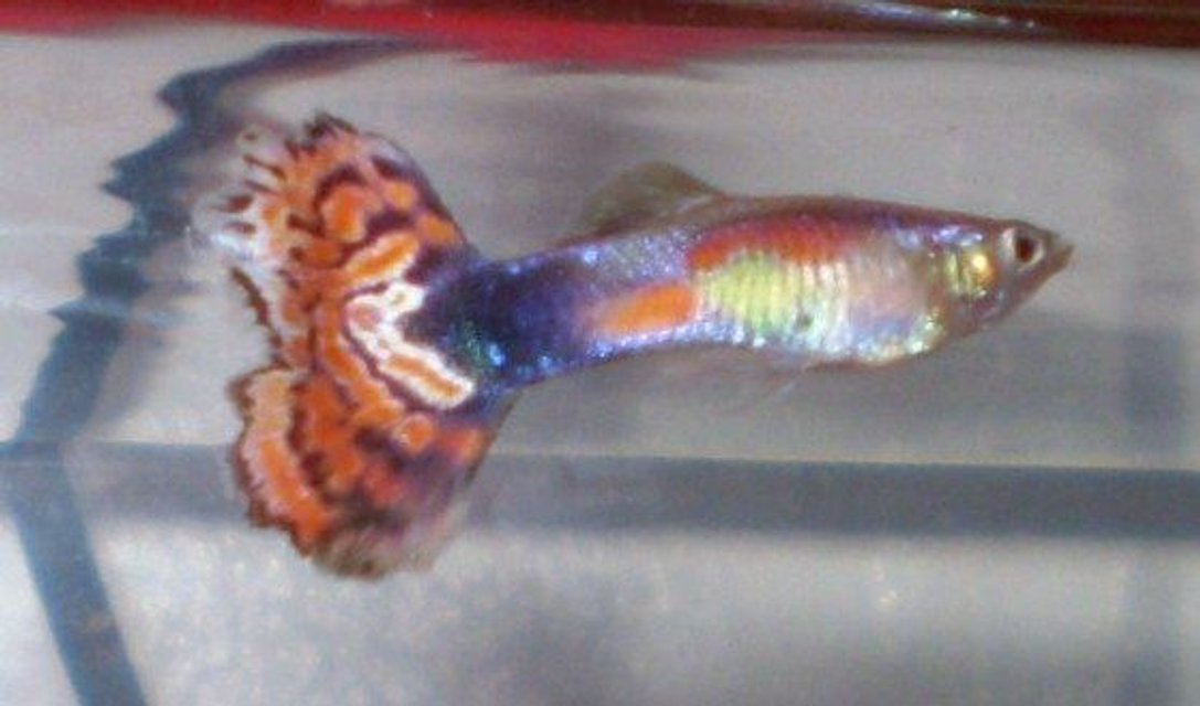 Rated #1480: Freshwater Fish - Poecilia Reticulata - Red Cobra Delta Guppy Stocking In 10 Gallons Tank - One of my male Guppies. If you know what kind it is please let me know.. Thanks!