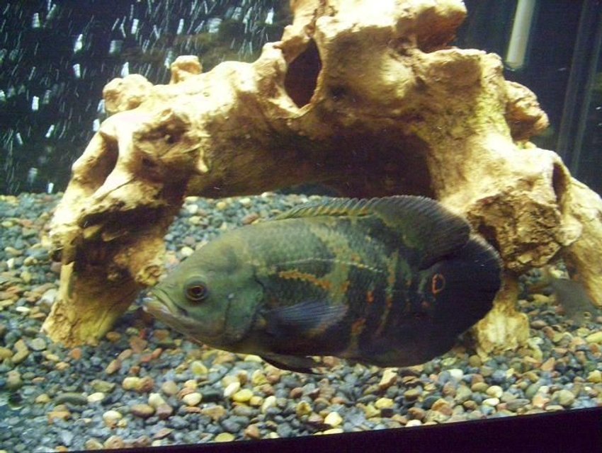 Rated #1671: Freshwater Fish - Astronotus Ocellatus - Tiger Oscar Stocking In 75 Gallons Tank - 9.5" tiger oscar
