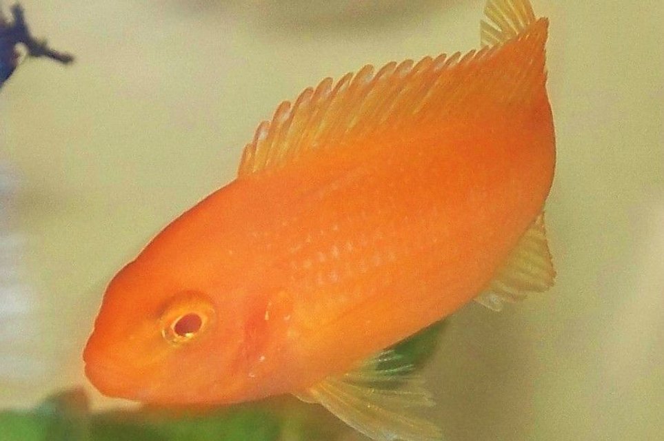 Rated #1188: Freshwater Fish - Pseudotropheus Estherae - Red Zebra Cichlid Stocking In 29 Gallons Tank - zebra red