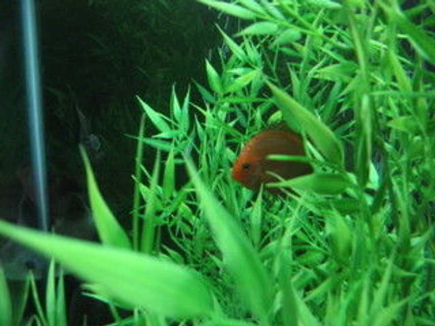 Rated #1378: Freshwater Fish Stocking In 47 Gallons Tank - first day in new tank alittle shy