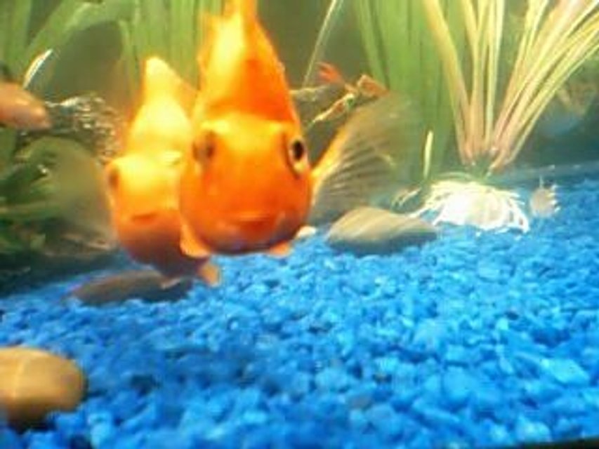 Rated #2183: Freshwater Fish - Heros Severus X Amphilophus Citrinellum - Blood Parrot Stocking In 75 Gallons Tank - red parrot smiling