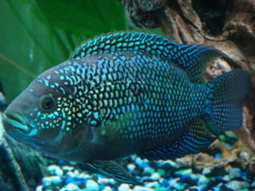 Rated #168: Freshwater Fish - Nandopsis Octofasciatum - Jack Dempsey Stocking In 150 Gallons Tank - jack dempsey