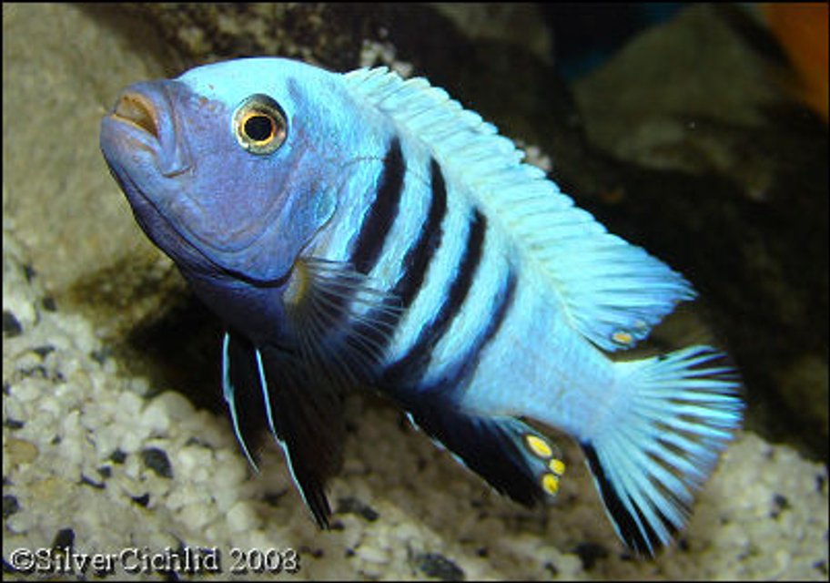 Rated #177: Freshwater Fish - Cynotilapia Pulpican Stocking In 180 Gallons Tank - Cynotilapia pulpican