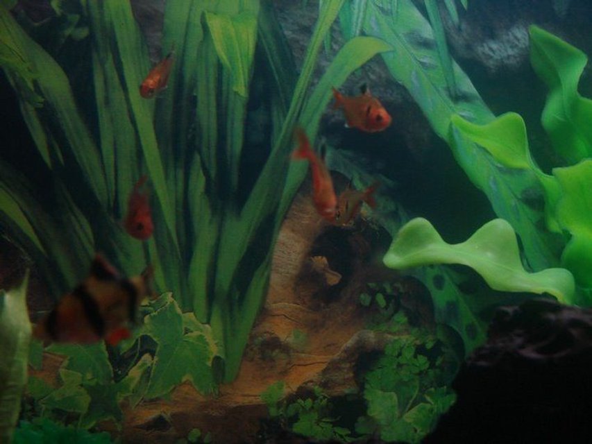 Rated #2381: Freshwater Fish - Puntius Tetrazona - Tiger Barb Stocking In 25 Gallons Tank - Serpae Tetra, Tiger Barb