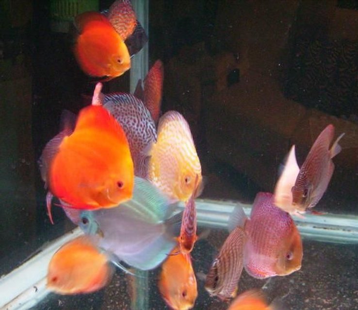 Rated #1000: Freshwater Fish - Symphysodon Sp. - Royal Red Discus Stocking In 150 Gallons Tank - Another One..