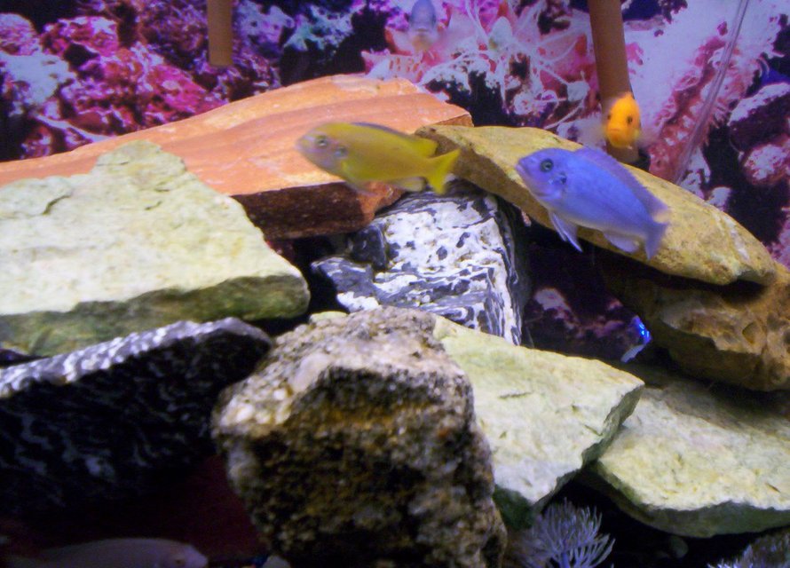 Rated #2071: Freshwater Fish - Labidochromis Caeruleus - Electric Yellow Cichlid Stocking In 75 Gallons Tank - Some pics of my fish