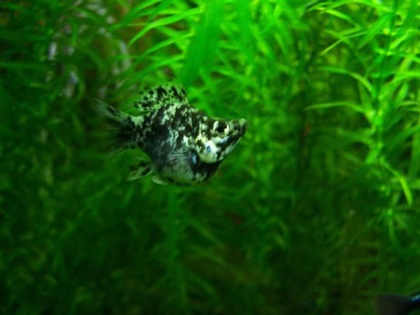 Rated #1690: Freshwater Fish - Poecilia Latipinna - Balloon Molly Stocking In 60 Gallons Tank - pretty cool little balloon molly, little bit too agressive to keep with some fish but very cool to look at