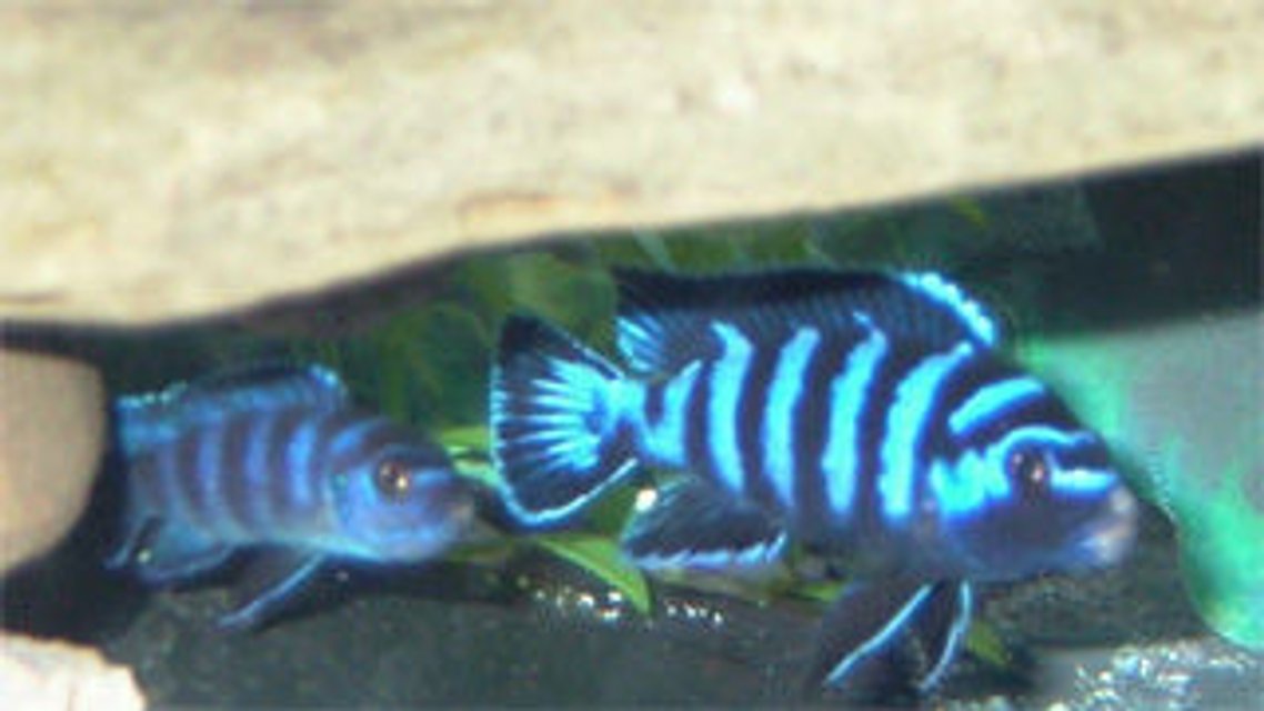 Rated #664: Freshwater Fish - Pseudotropheus Demasoni - Demasoni Cichlid Stocking In 55 Gallons Tank - Juvinile female Pseudotropheus demasoni (left), Young adult male Pseudotropheus demasoni (right). Male has evidence of a recent territory dispute (white lips). Apparently he won!