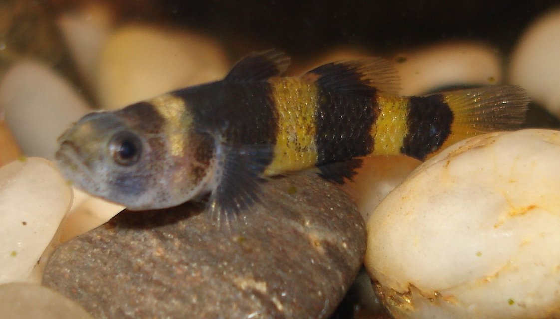 Rated #1181: Freshwater Fish - Brachygobius Doriae - Bumble Bee Goby Stocking In 10 Gallons Tank - Bumblebee Goby