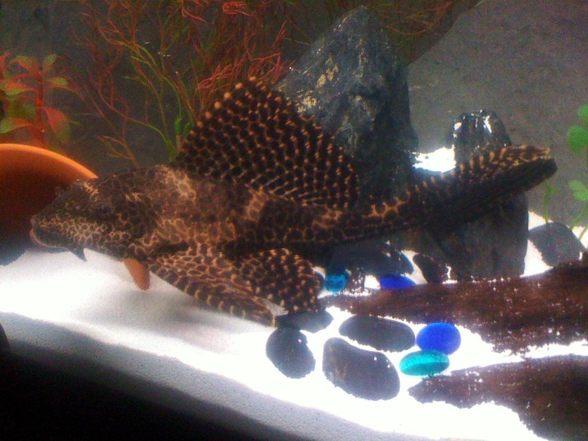 Rated #1179: Freshwater Fish - Hypostomus Punctatus - Trinidad Pleco Stocking In 45 Gallons Tank - Trinidad Pleco (finest you will ever see)